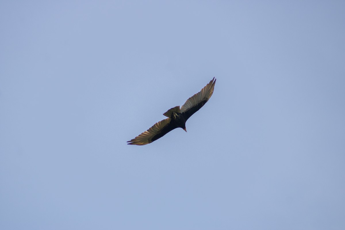 Turkey Vulture - ML619010342