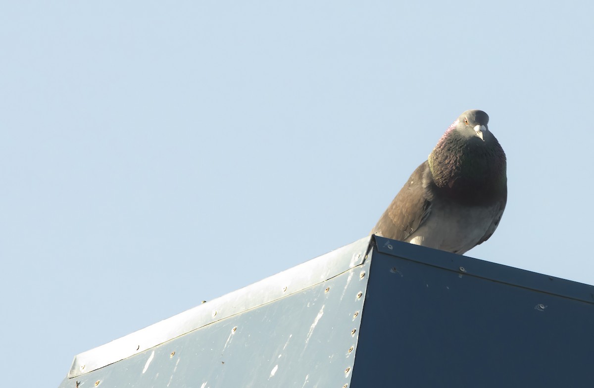 Rock Pigeon (Feral Pigeon) - ML619010395