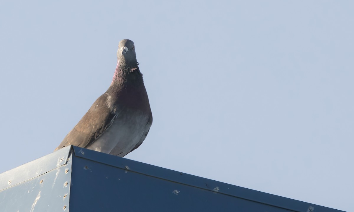 Rock Pigeon (Feral Pigeon) - ML619010399