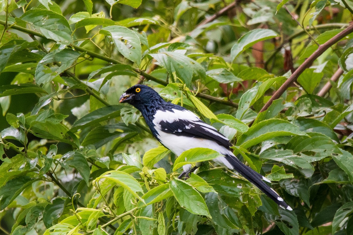 Magpie Tanager - ML619010499