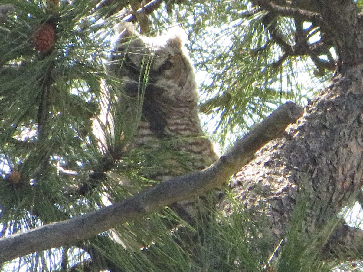 Great Horned Owl - ML619010502