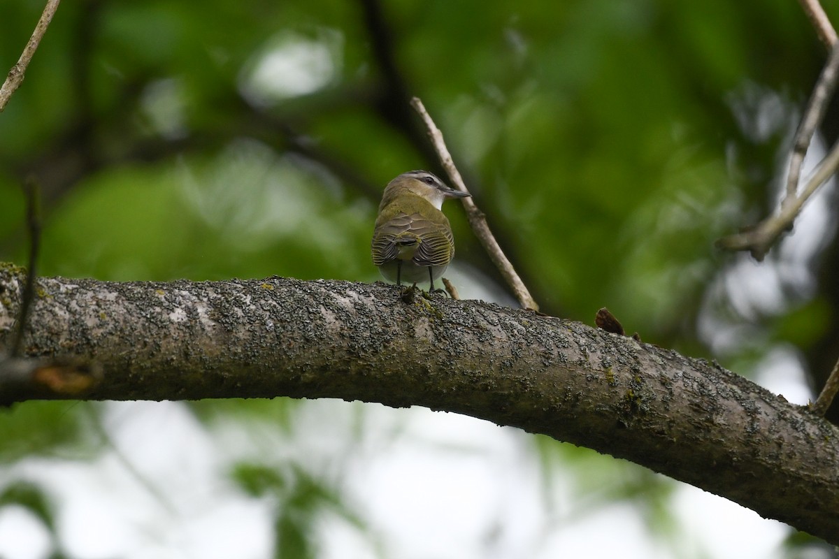 Red-eyed Vireo - Jessica Coss