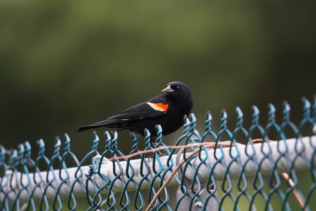 Red-winged Blackbird (Red-winged) - ML619010518