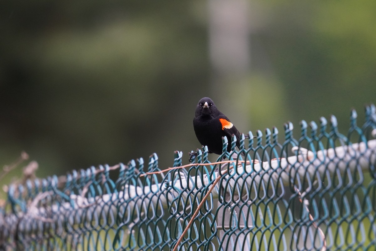 Red-winged Blackbird (Red-winged) - ML619010519