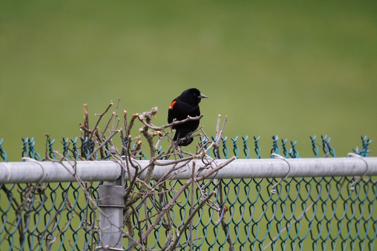 Red-winged Blackbird (Red-winged) - ML619010520
