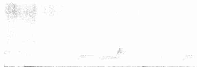 Mexikonachtschwalbe - ML619010524