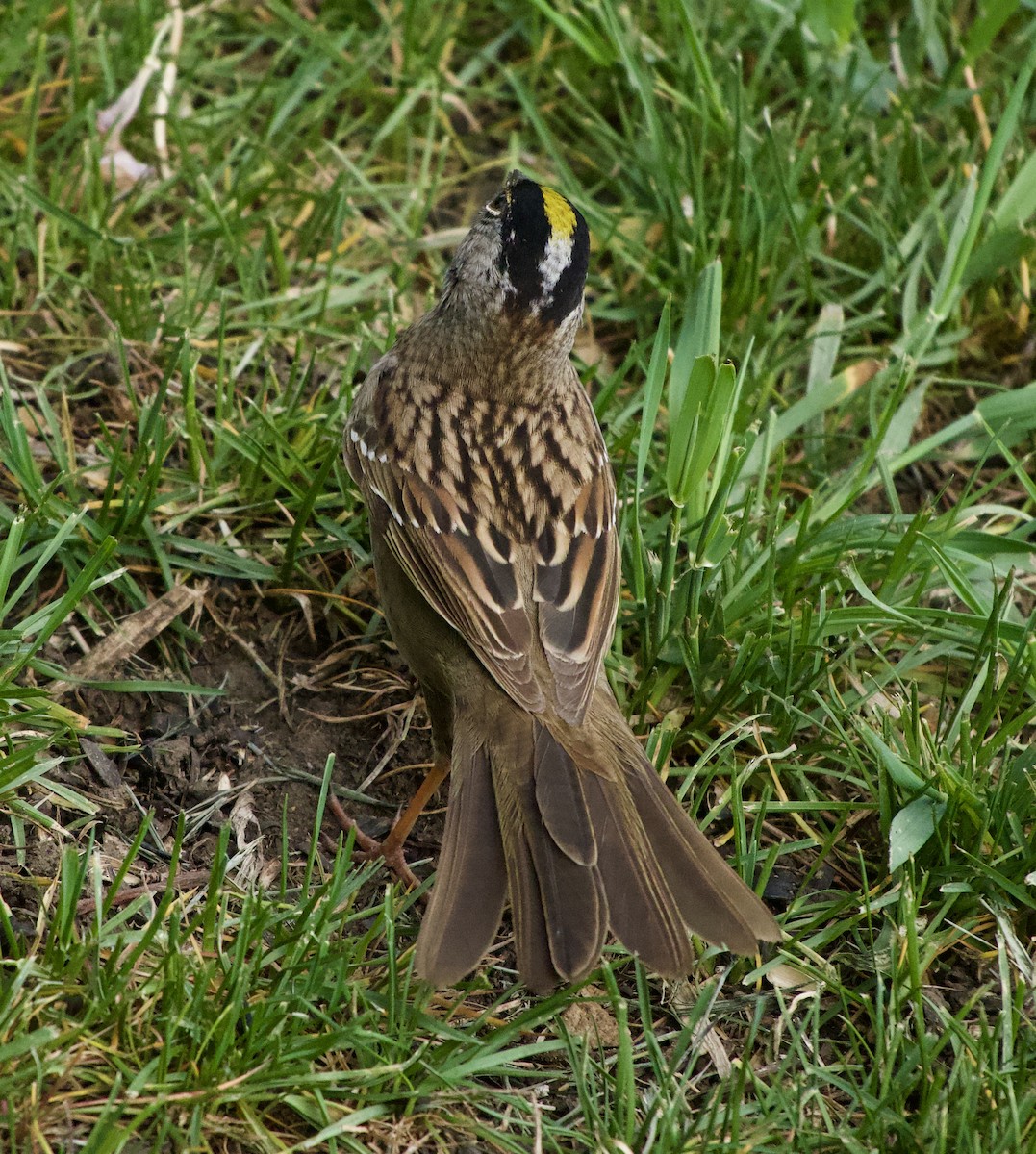 Golden-crowned Sparrow - ML619010538