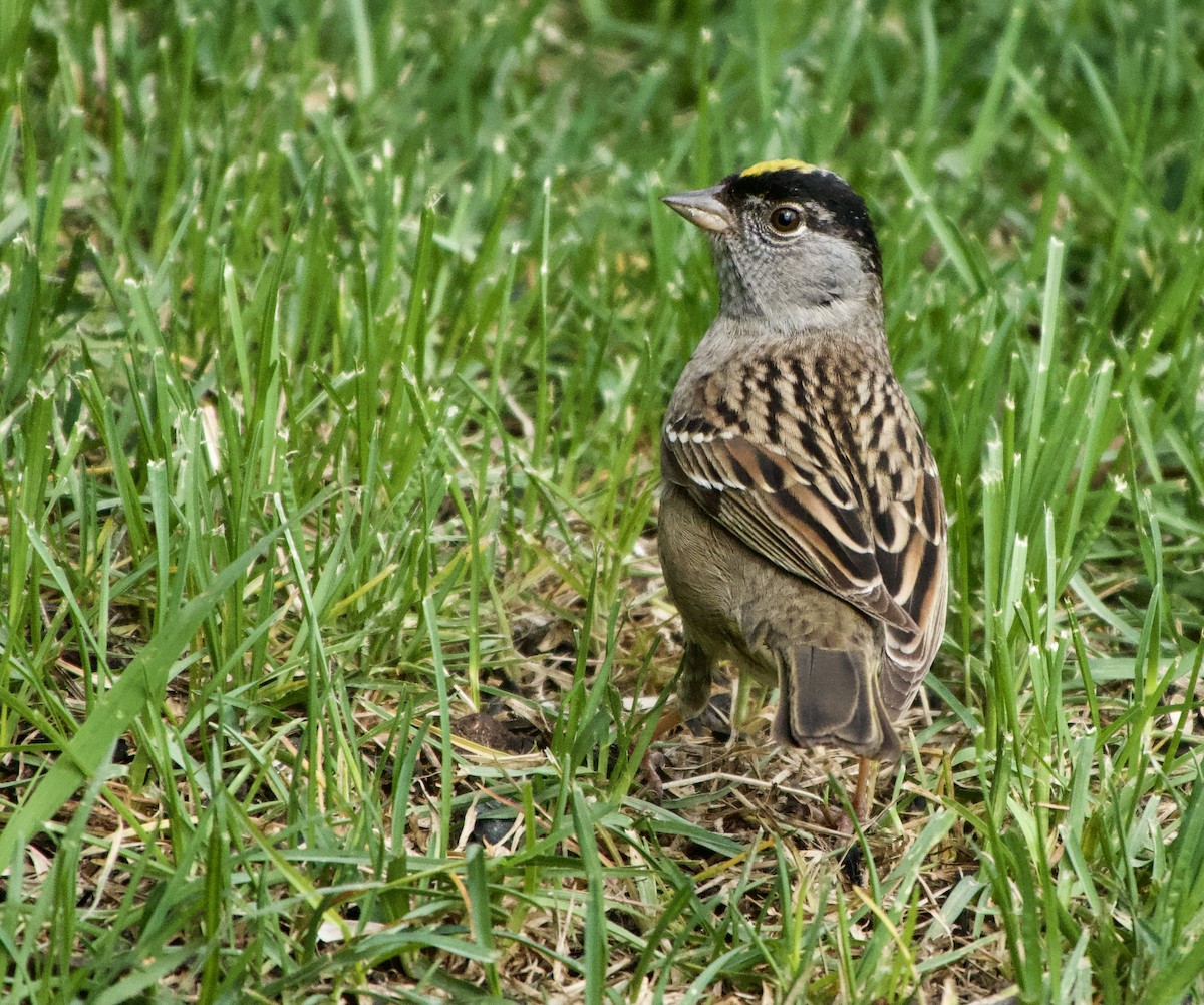 Golden-crowned Sparrow - ML619010554