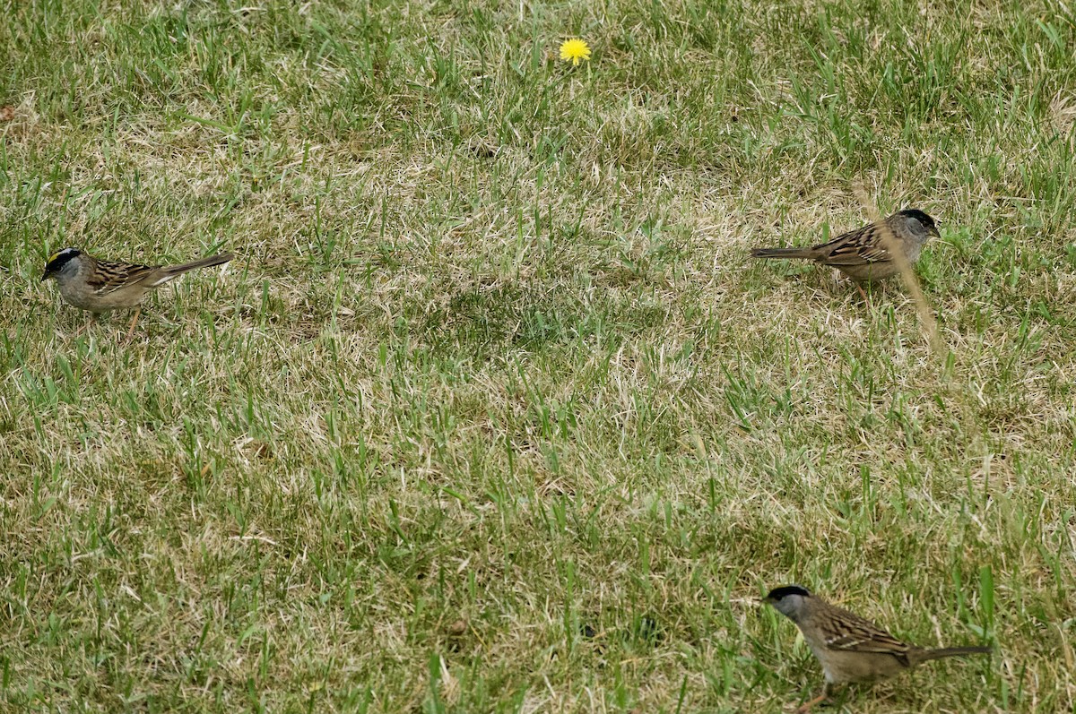 Golden-crowned Sparrow - ML619010564
