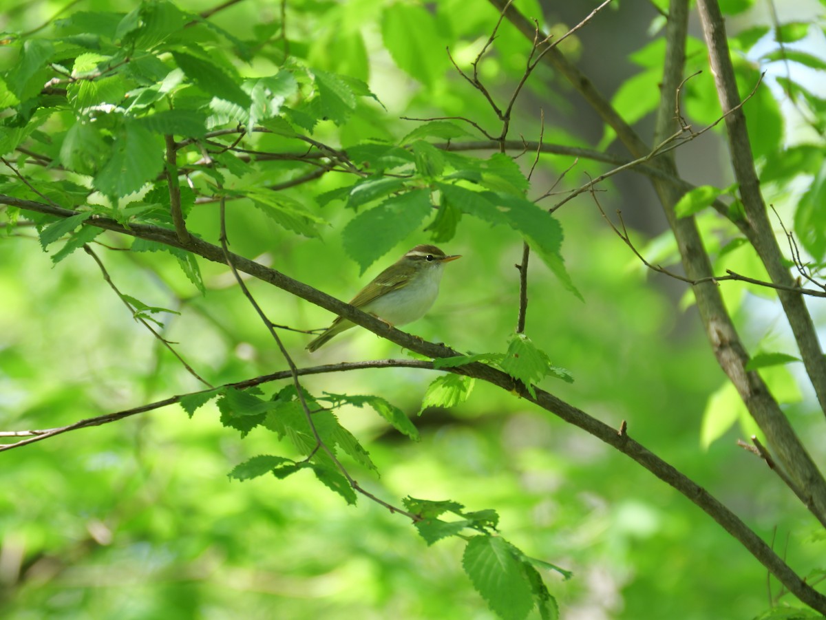 Eastern Crowned Warbler - としふみ しみず
