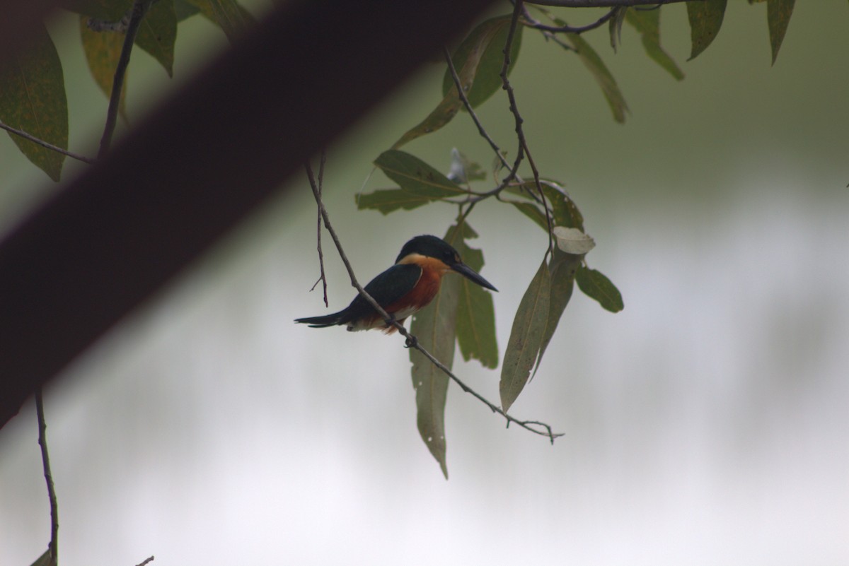American Pygmy Kingfisher - ML619010611