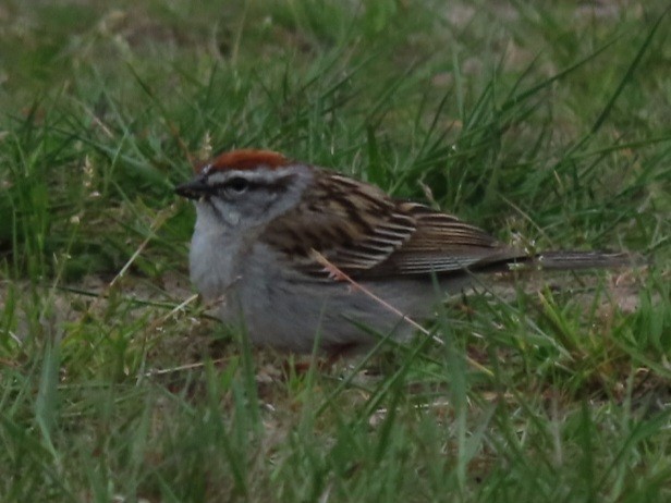 Chipping Sparrow - ML619010647