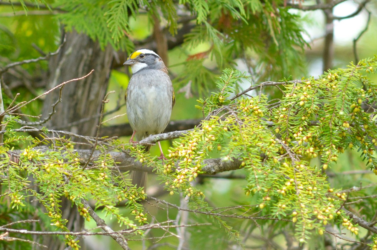 White-throated Sparrow - ML619010651