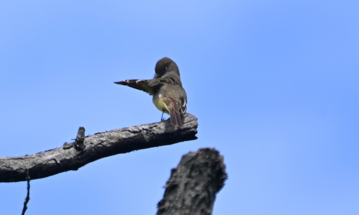 Great Crested Flycatcher - ML619010661