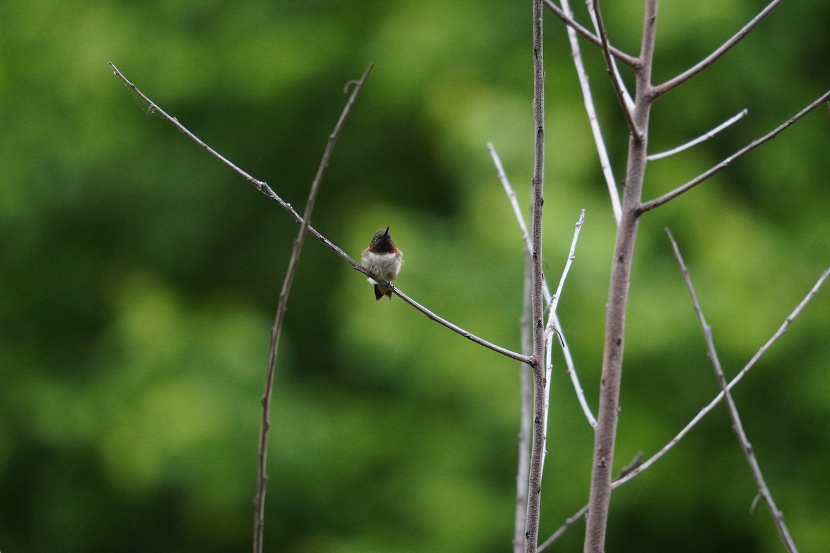 Ruby-throated Hummingbird - ML619010665