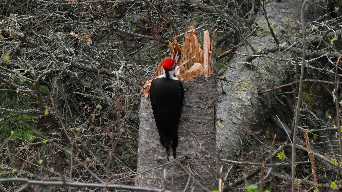 Pileated Woodpecker - Jesse Morris