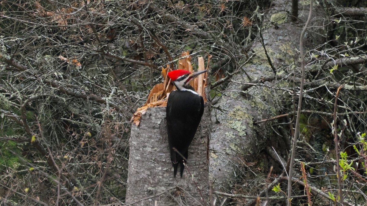 Pileated Woodpecker - ML619010688
