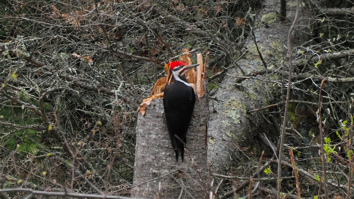 Pileated Woodpecker - ML619010690