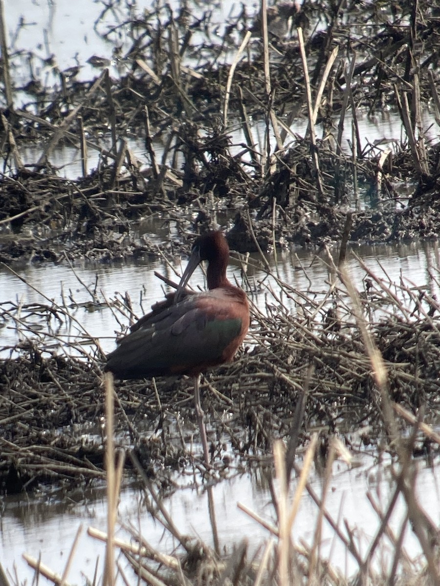 Glossy Ibis - Caleb Frome