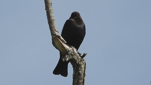 Brown-headed Cowbird - ML619010715