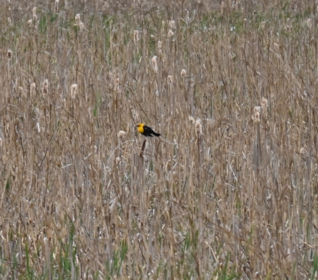 Yellow-headed Blackbird - ML619010740