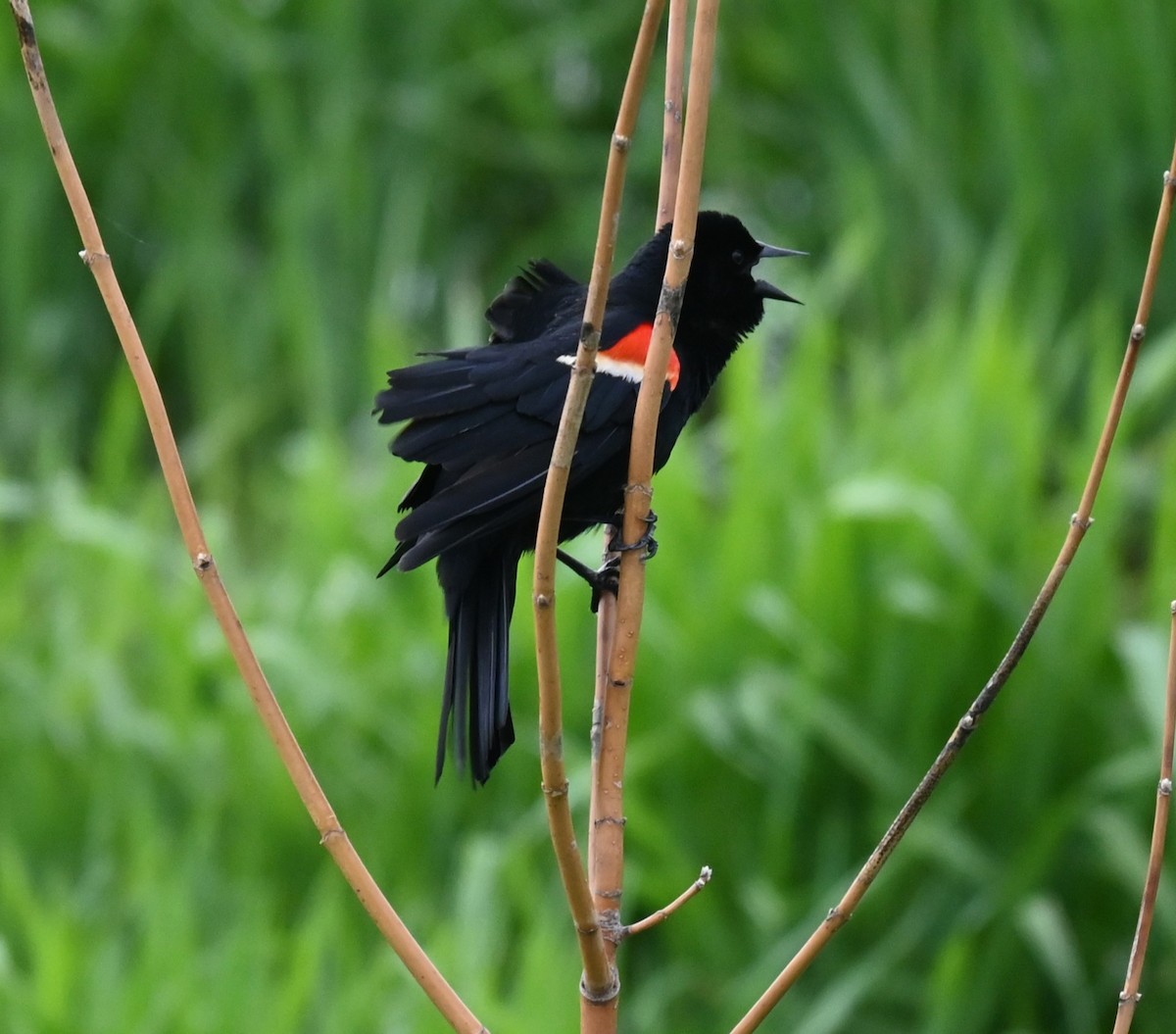 Red-winged Blackbird - ML619010764