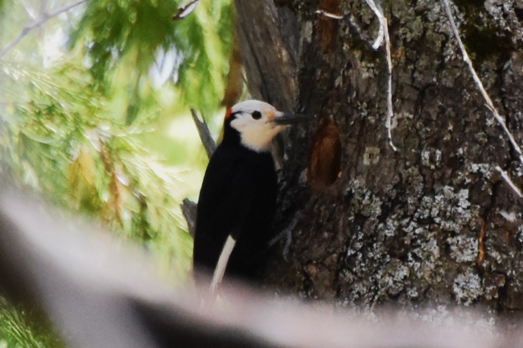 White-headed Woodpecker - ML619010774