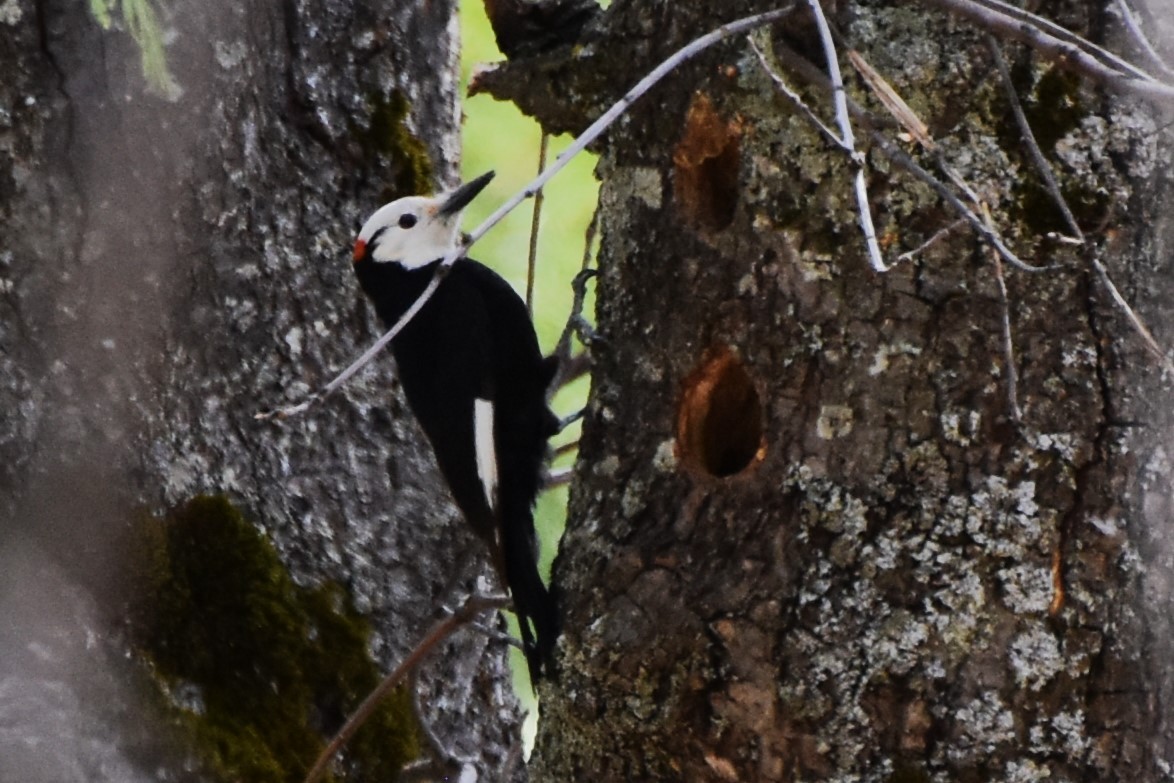 White-headed Woodpecker - ML619010777