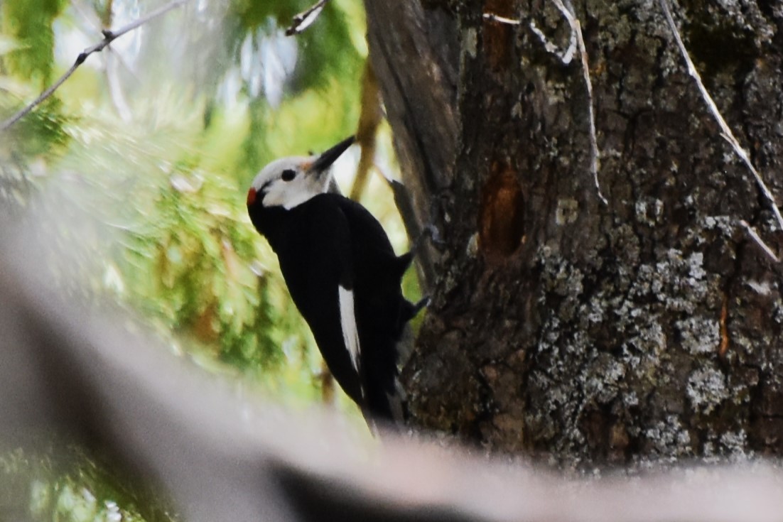 White-headed Woodpecker - ML619010778