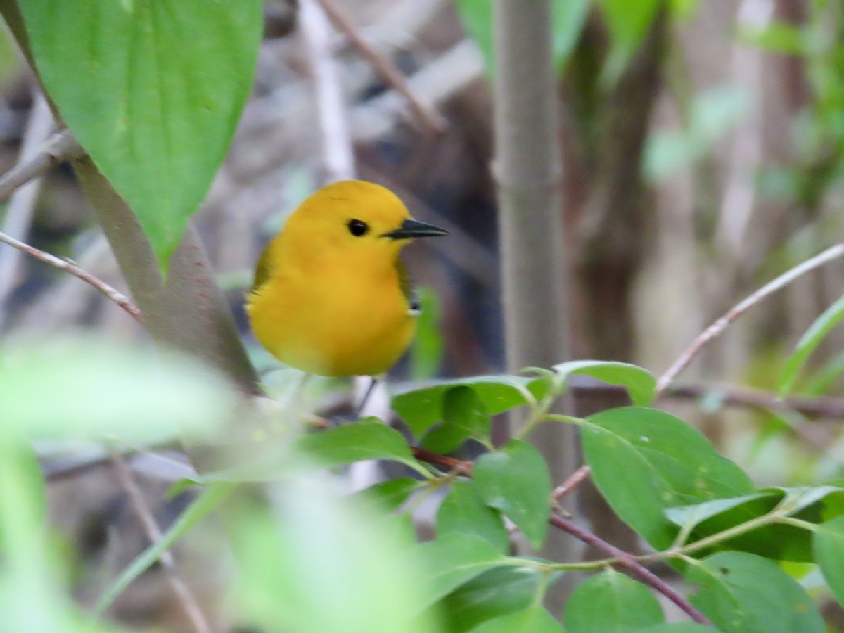 Prothonotary Warbler - Stephanie Parker
