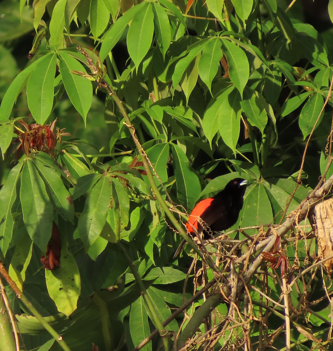 Scarlet-rumped Tanager - ML619010800