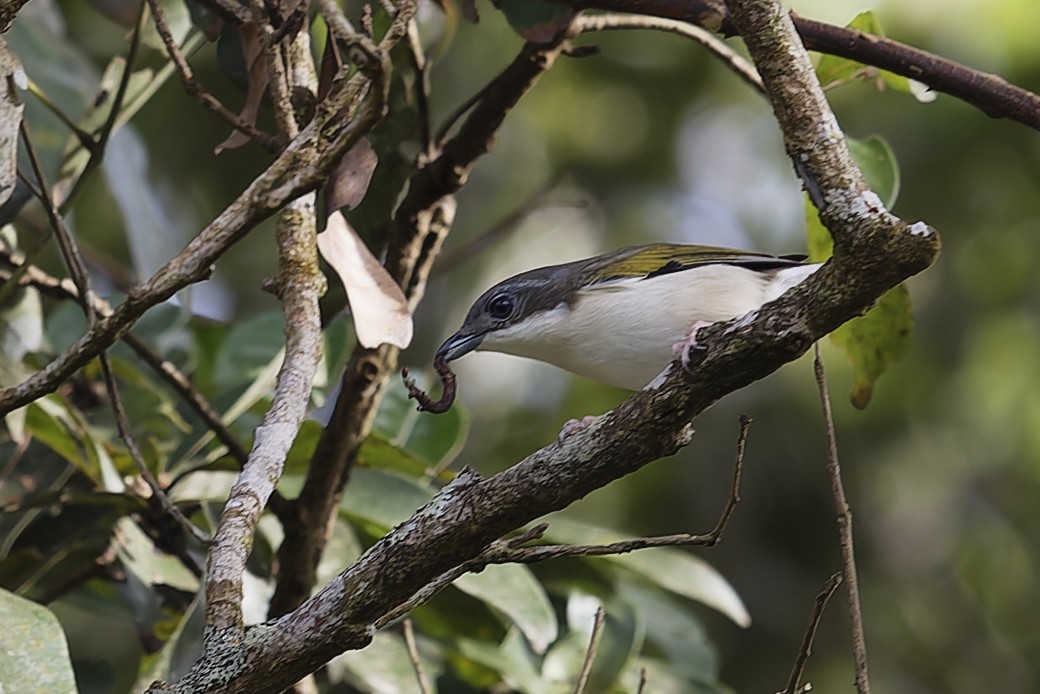 White-browed Shrike-Babbler (Dalat) - ML619010805