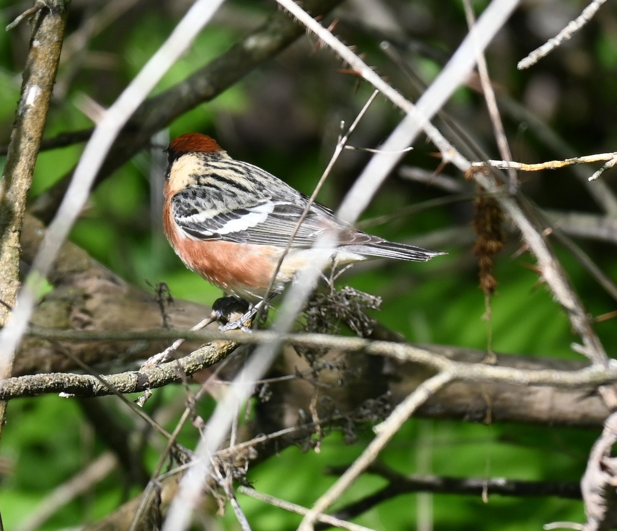 Bay-breasted Warbler - Robert Perez