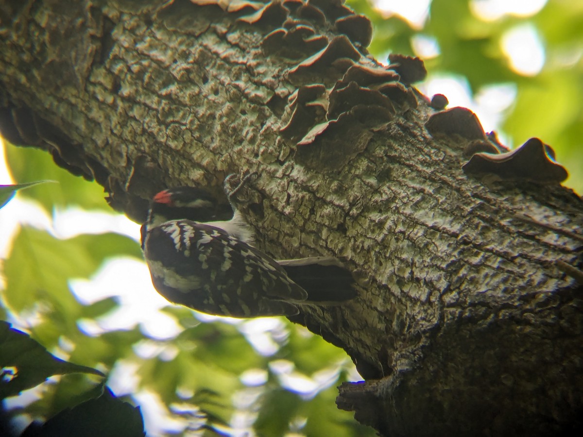 Hairy Woodpecker - ML619010882