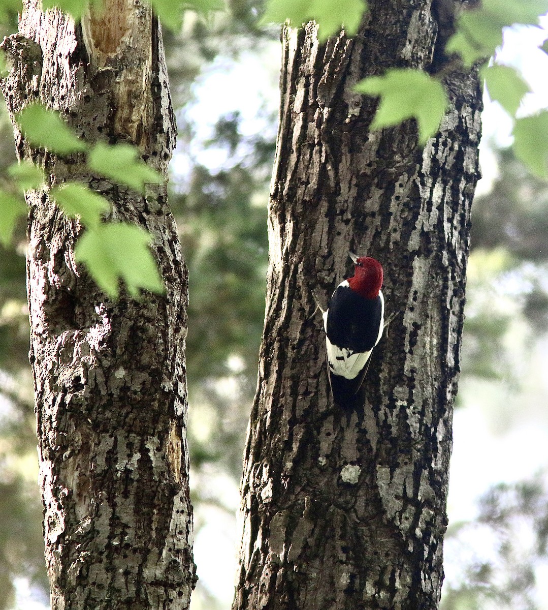 Red-headed Woodpecker - ML619010932