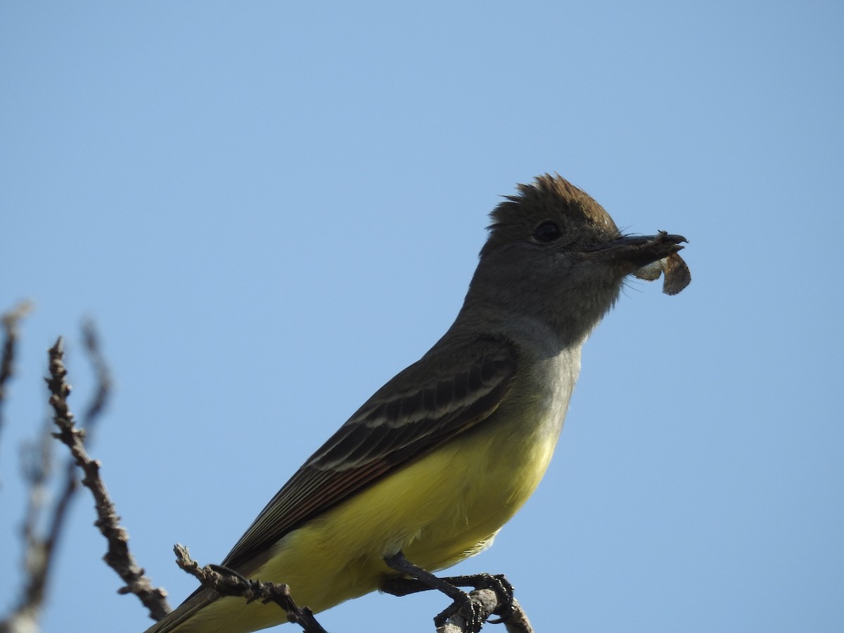 Great Crested Flycatcher - ML619010954