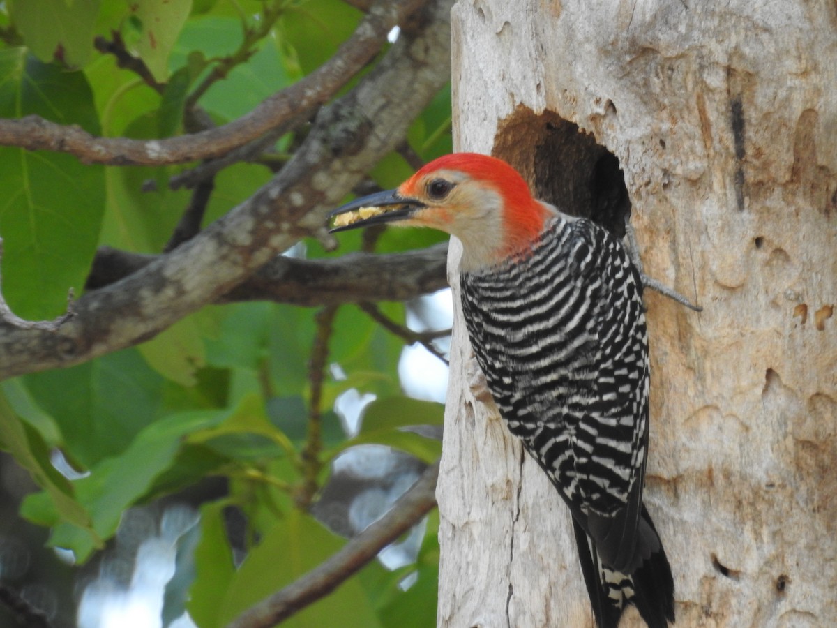 Red-bellied Woodpecker - ML619010970