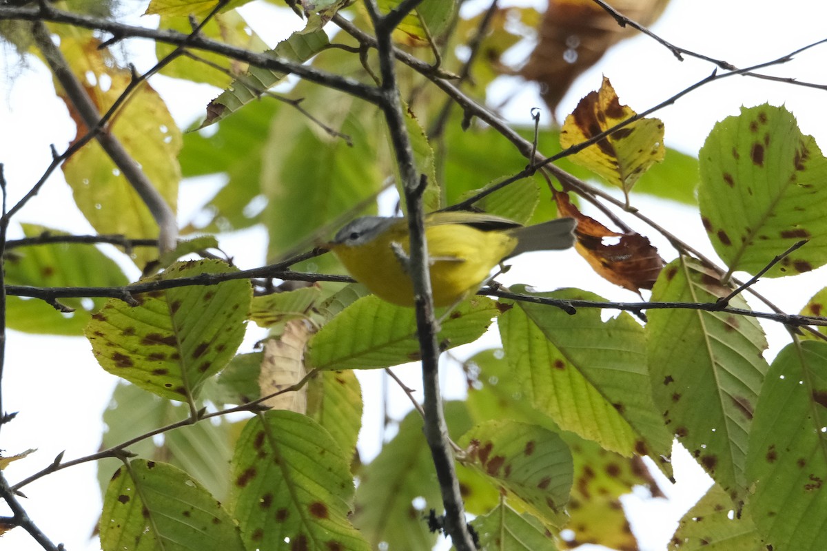 Gray-hooded Warbler - ML619010971