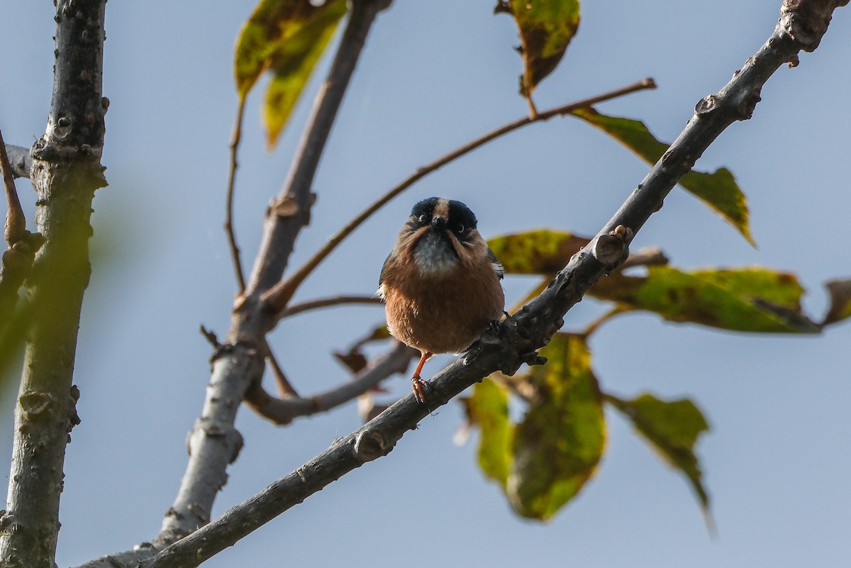 Black-browed Tit (Rufous-fronted) - Oscar Vazquez