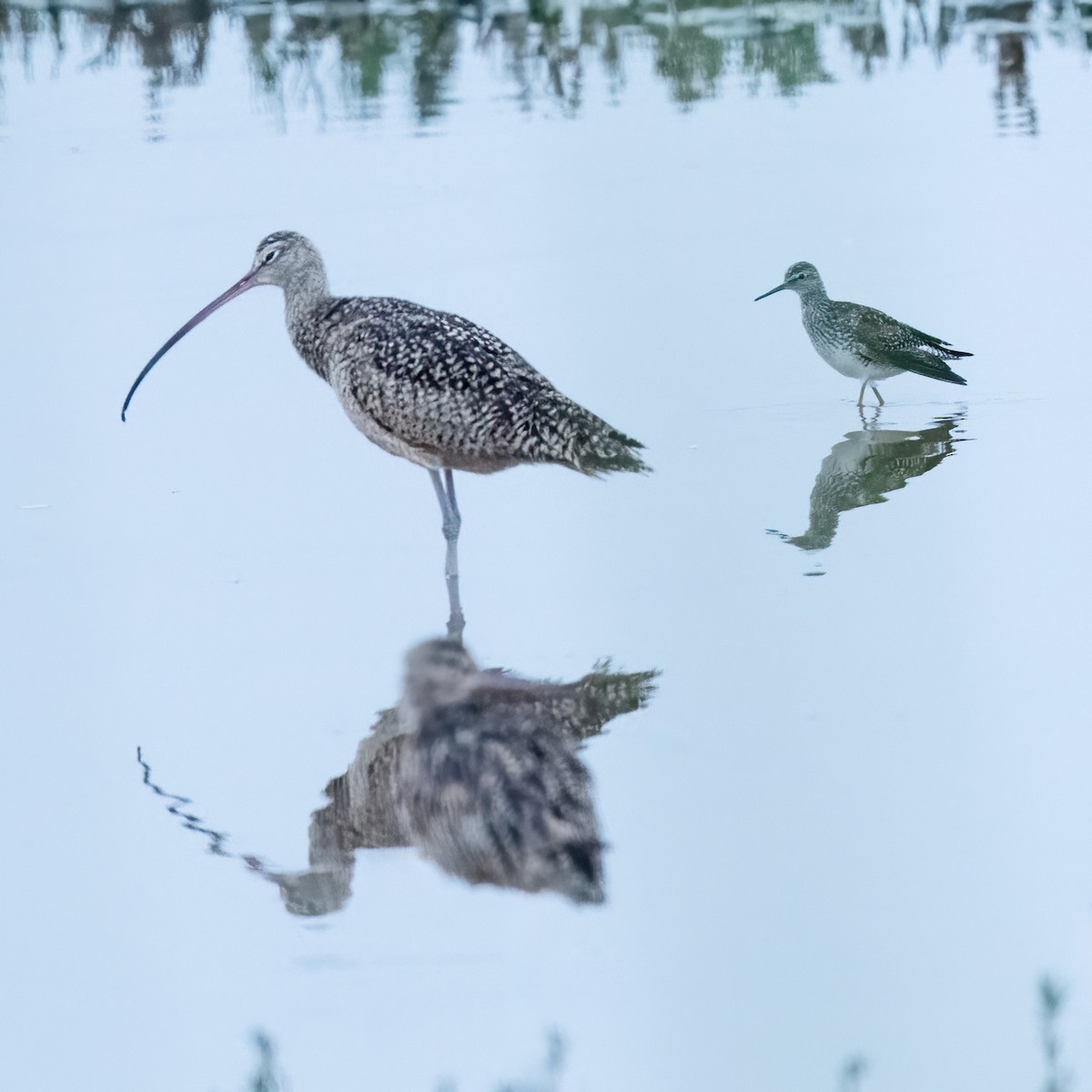 Long-billed Curlew - ML619011031