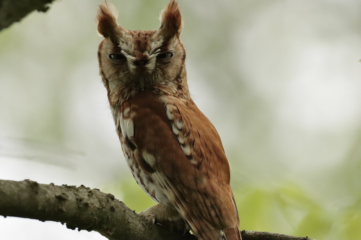 Eastern Screech-Owl - ML619011038