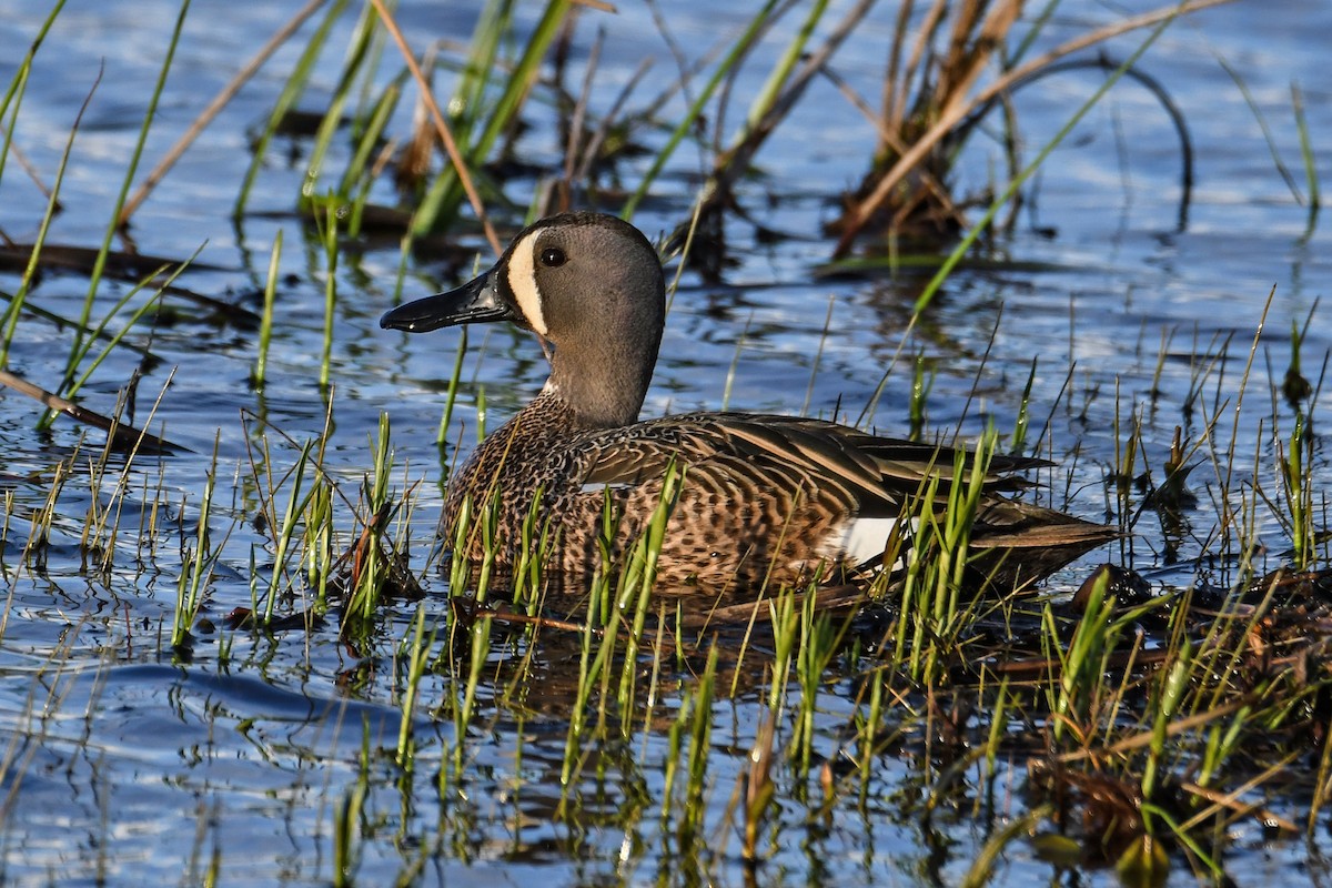 Blue-winged Teal - ML619011051