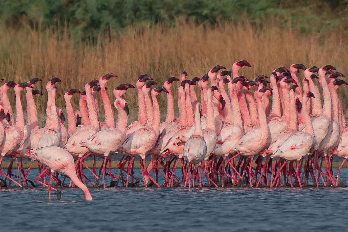 Lesser Flamingo - Shantanu Majumdar