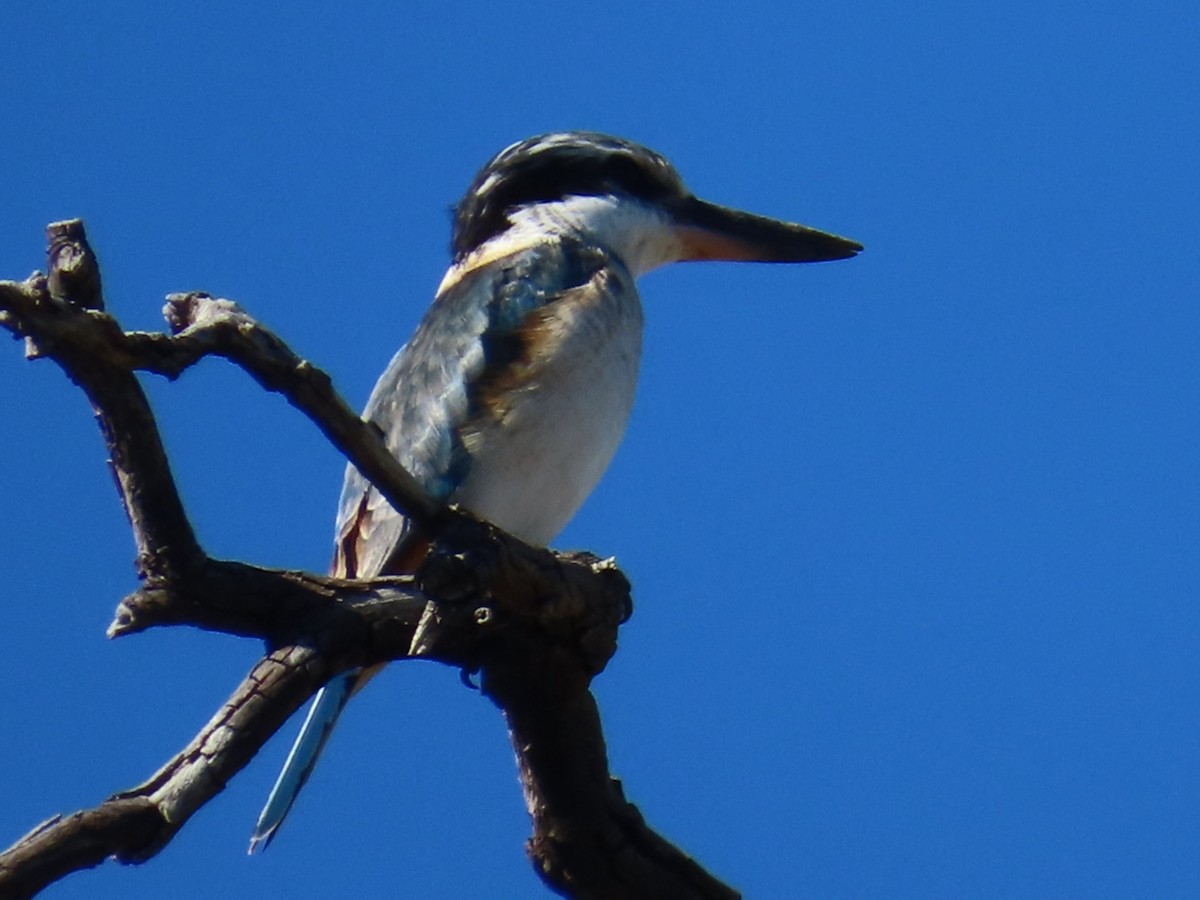 Red-backed Kingfisher - ML619011117