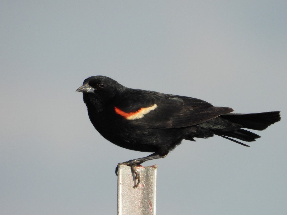Red-winged Blackbird - ML619011149