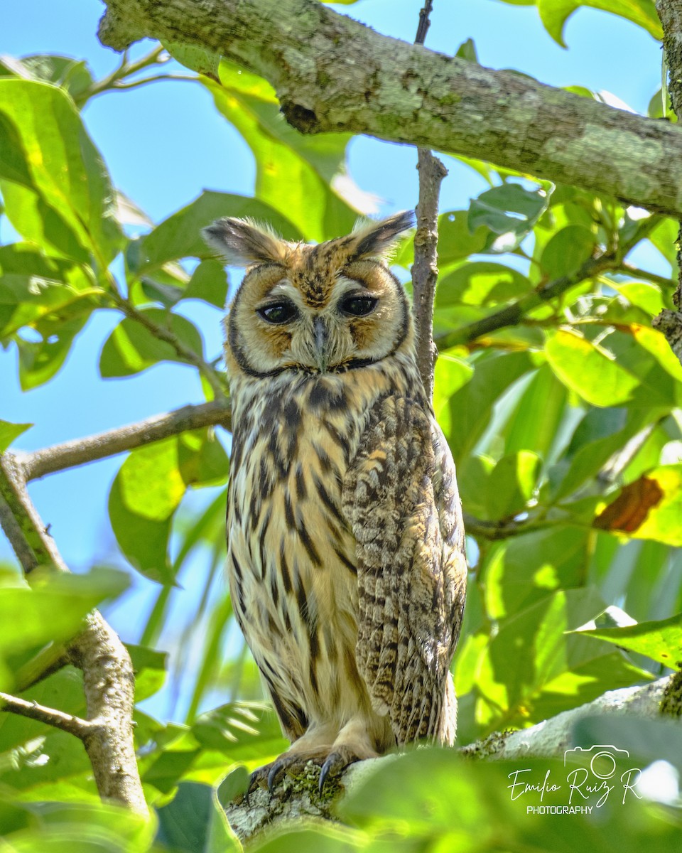 Striped Owl - ML619011156