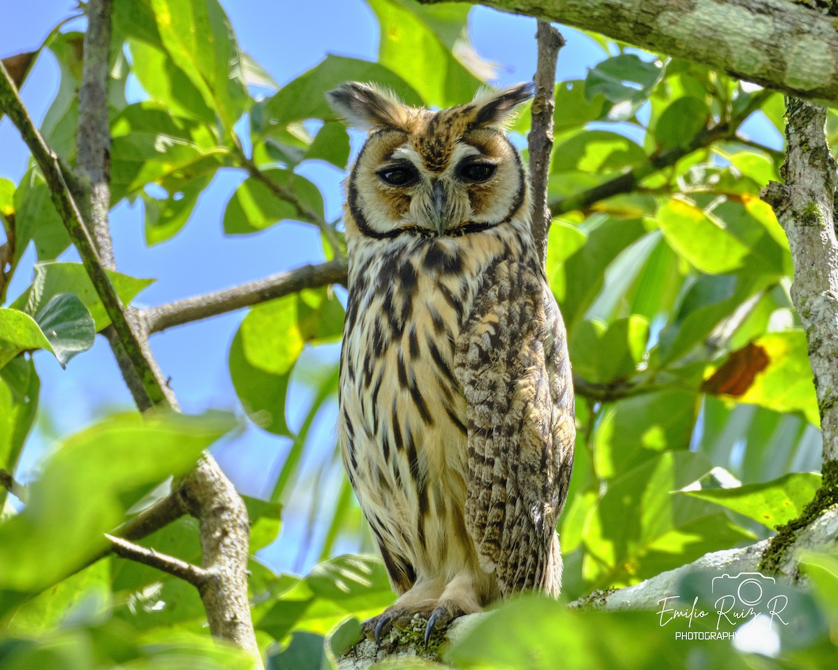 Striped Owl - ML619011183