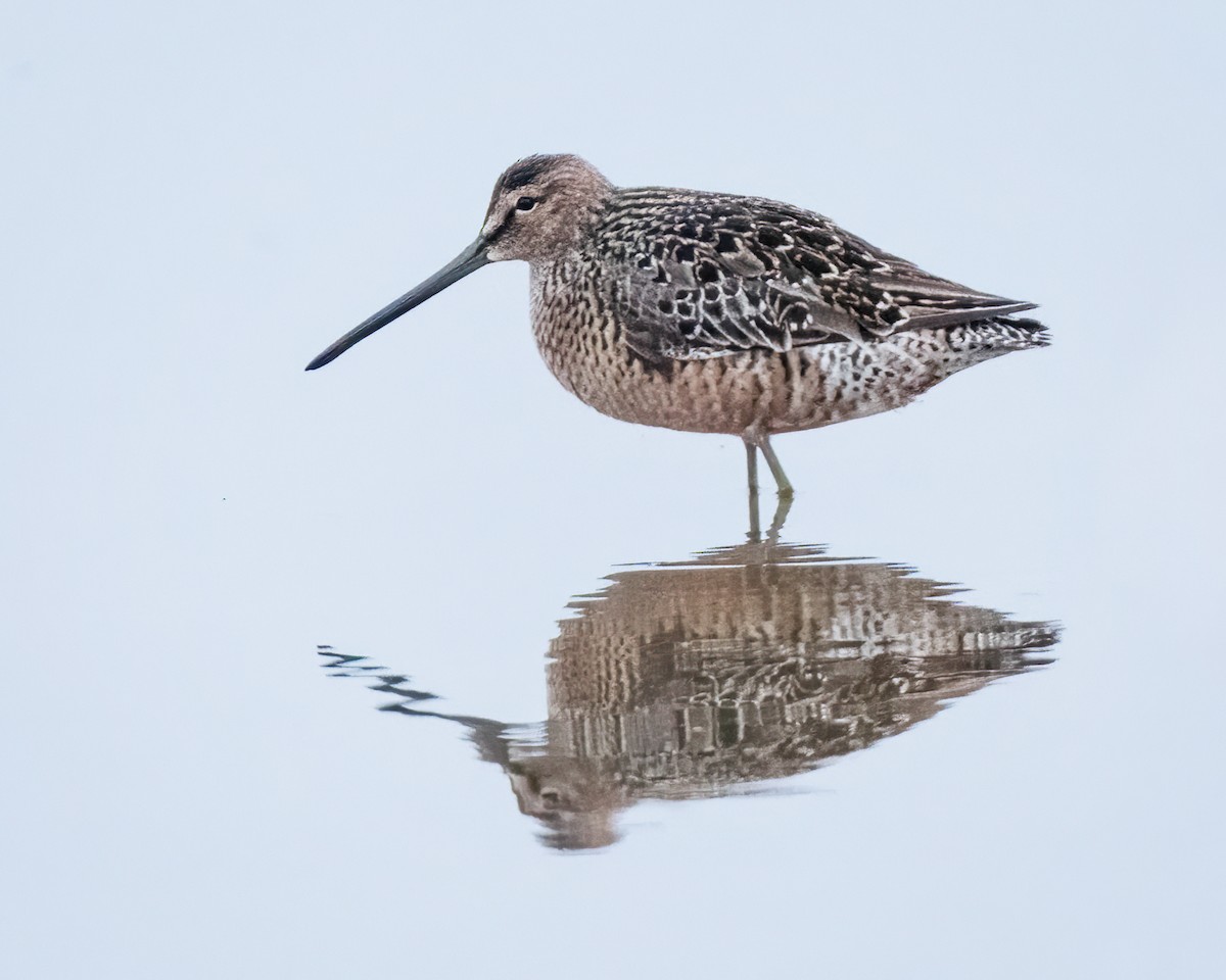Long-billed Dowitcher - Sue Cook
