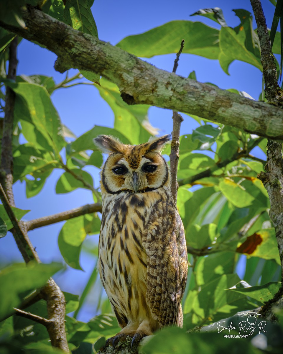 Striped Owl - ML619011195