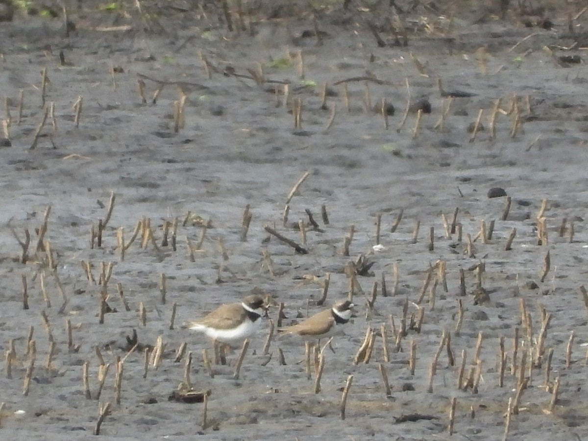 Semipalmated Plover - ML619011203